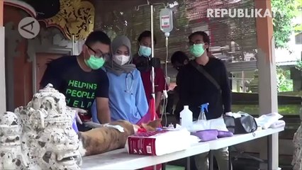 Wiku: Tak Ada Bukti Hewan Tularkan Covid ke Manusia