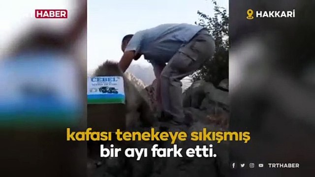Kafası teneke kutuya sıkışan ayı kurtarıldı