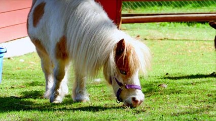 This Colorado Airbnb Is on a Mini Horse Farm — and Yes, It's As Adorable As It Sounds