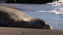 Tourists in Hawaii Given $500 Fine for Touching an Endangered Monk Seal