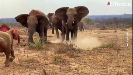 El conmovedor momento en el que una elefanta albina huérfana es recibida por su nueva manada