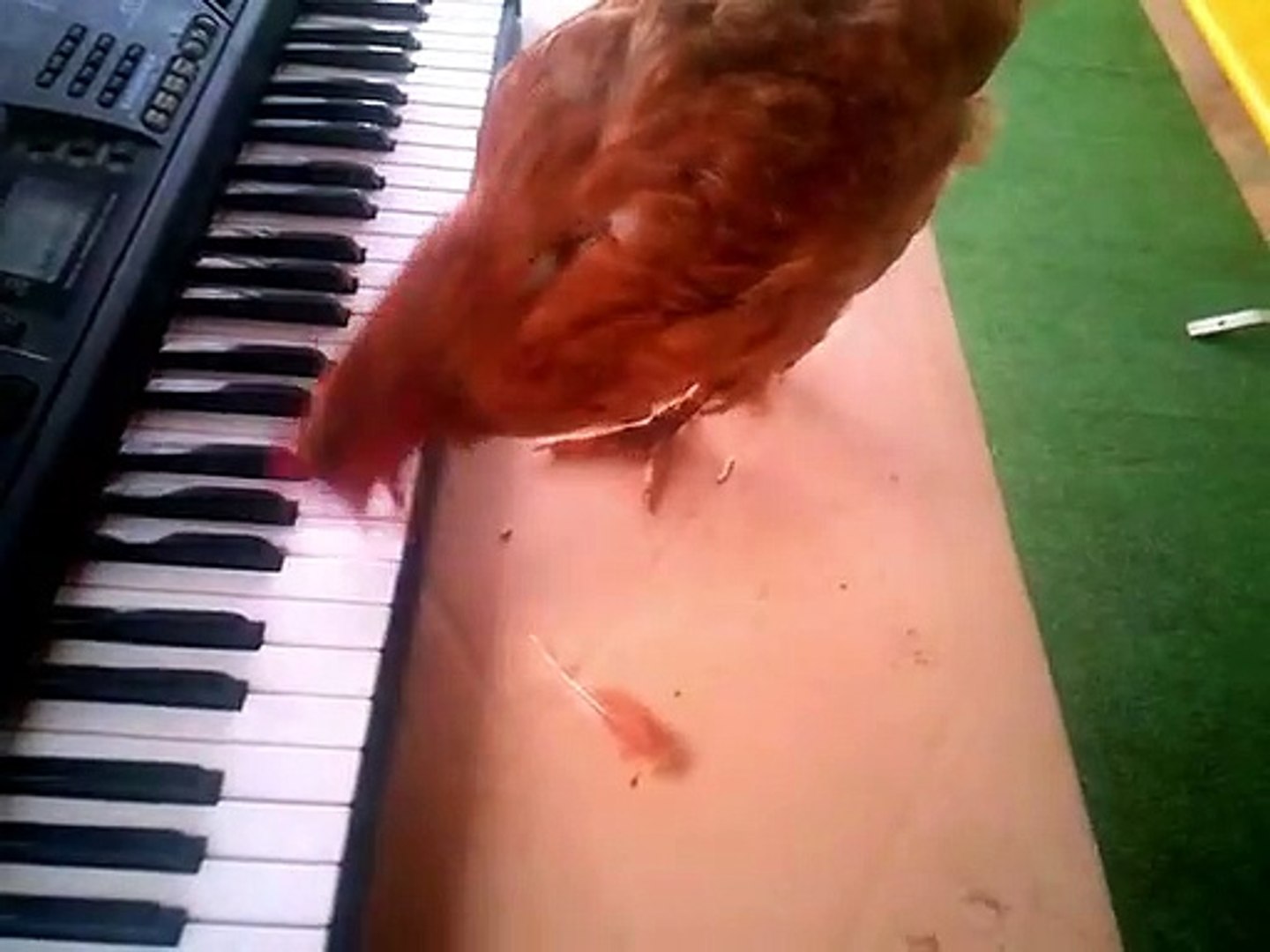 Chicken Plays Birthday Song on Keyboard - video Dailymotion