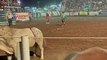 Rodeo Bull Jumps Into Stands