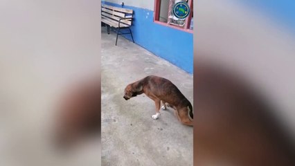 ext-hombre-detenido-por-agresion-a-perro-030821