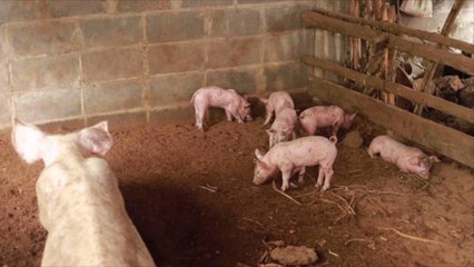 No, California Isn't Banning Bacon