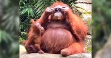Puestas a la moda: orangután sorprende al ponerse las gafas de sol que se le cayeron a una mujer en un zoológico