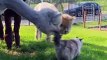 Curious Alpacas Investigate Kitty
