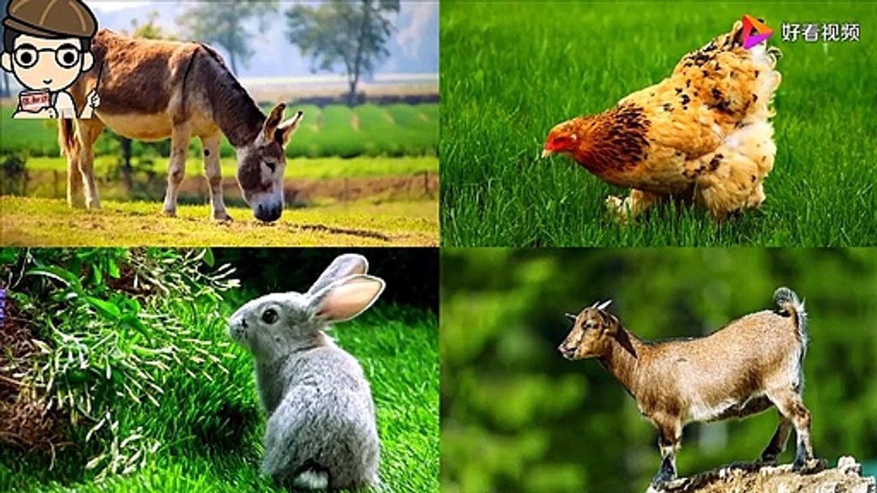Classroom for entertaining and teaching: Kids, do you know which animal can bark?