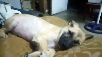 good morning paw friends!