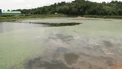 서산 온석저수지에서 물고기 2천5백여 마리 폐사..."폭염 영향" / YTN