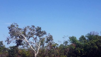 Airbus A320 PR-TYA vindo de Guarulhos antes de pousar em Manaus