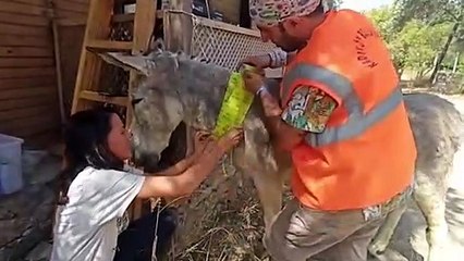 Yangından etkilenen tüm canlılar için seferber oldular