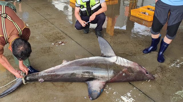 강원도 강릉 앞바다서 그물에 걸려 죽은 '악상어' 발견 / YTN