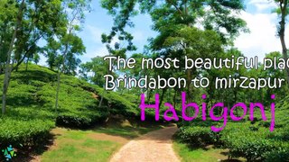 Brindabon tea garden
