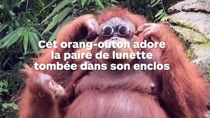 Un orang-outan adore la paire de lunettes tombée dans son enclos