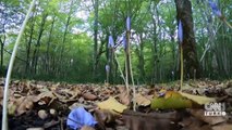 Ormanlar için 9 yıllık eylem planı açıklandı