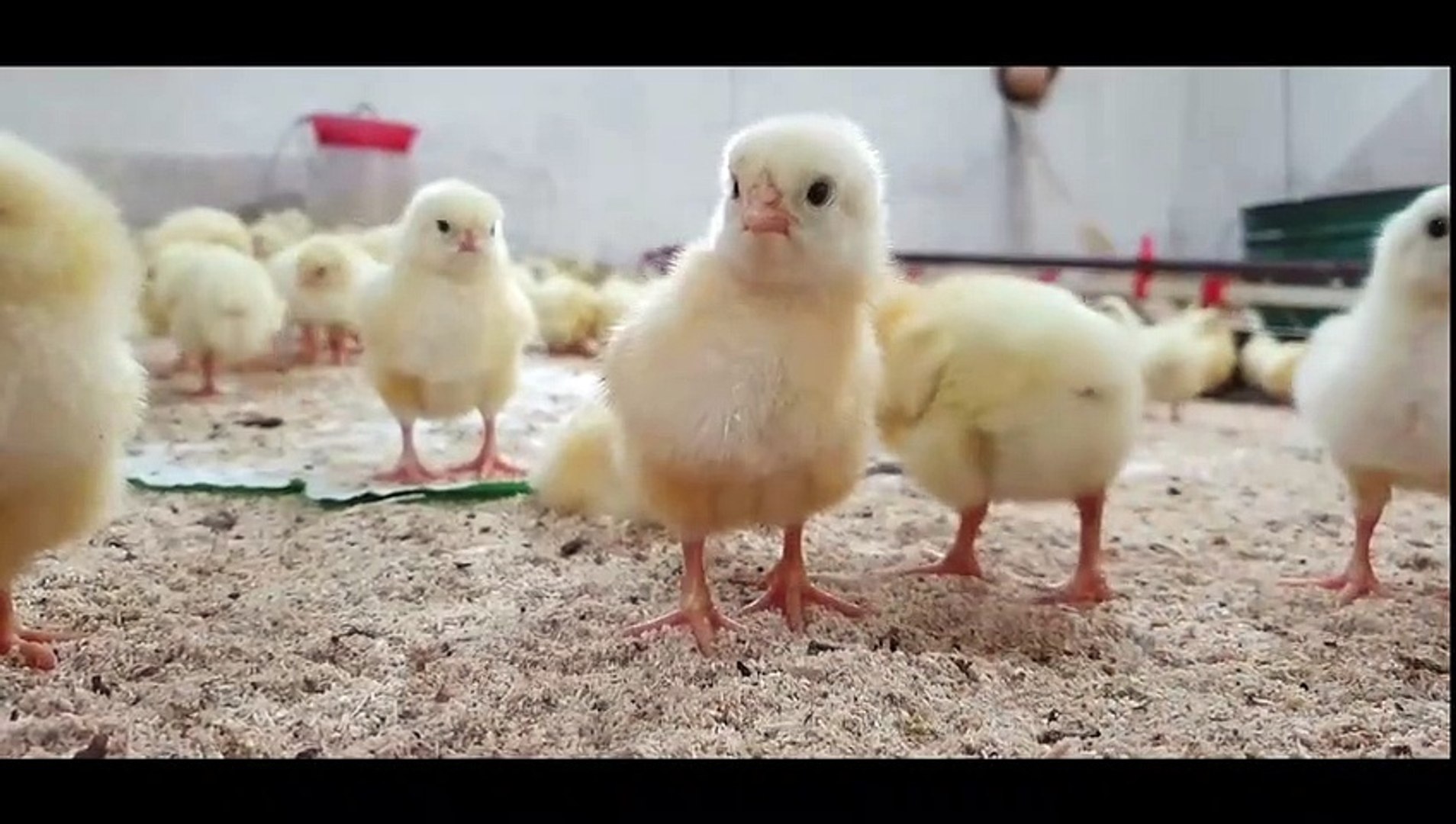⁣I Am King ||cute pets|| Funny pets