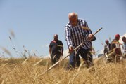 7 yıl önce metruk evde bulunan bir avuç ata tohumu buğdaydan 500 dönümde hasat yapıldı