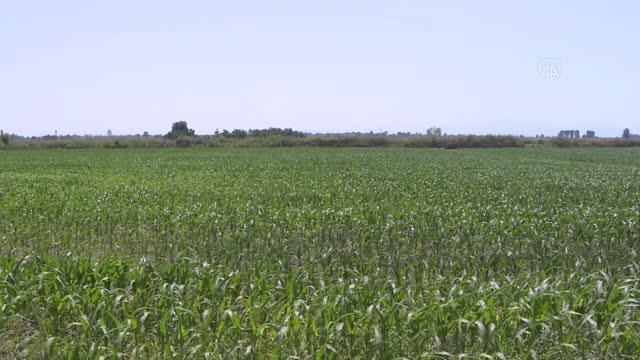 Karacabey Ovası'nda hasat yapan işçilere Kovid-19 aşıları tarlada yapıldı
