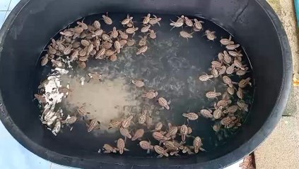 "เต่ากระ" ฟักตัวเพิ่ม 245 ตัว พบแม่เต่าวางไข่ใหม่รังที่ 19 จำนวน 134 ฟอง