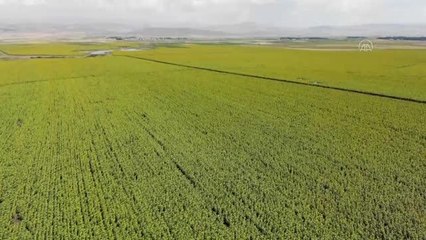 Son dakika... Devlet desteğiyle üretimi 5 kat artan "sarı gelin" çiftçiye kazanç Ağrı'ya güzellik getirdi