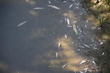 Bartın Irmağı'nda görülen toplu balık ölümleri nedeniyle inceleme başlatıldı