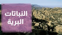 النباتات البرية في محمية ضانا للمحيط الحيوي