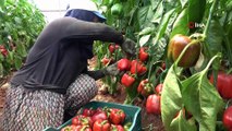 Paprika biberi kilosu 13 liradan hasat edildi