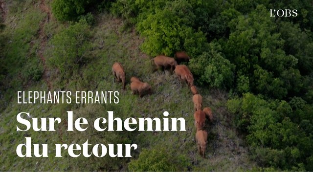 Surveillés par des drones, les éléphants errants de Chine retournent vers leur réserve