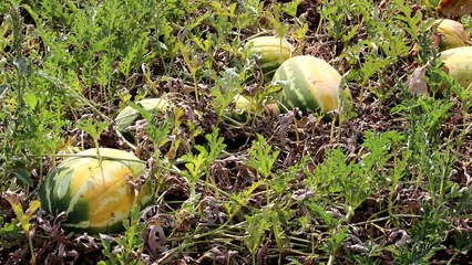 "Καίει"...  φρούτα και λαχανικά ο καύσωνας στη Βοιωτία