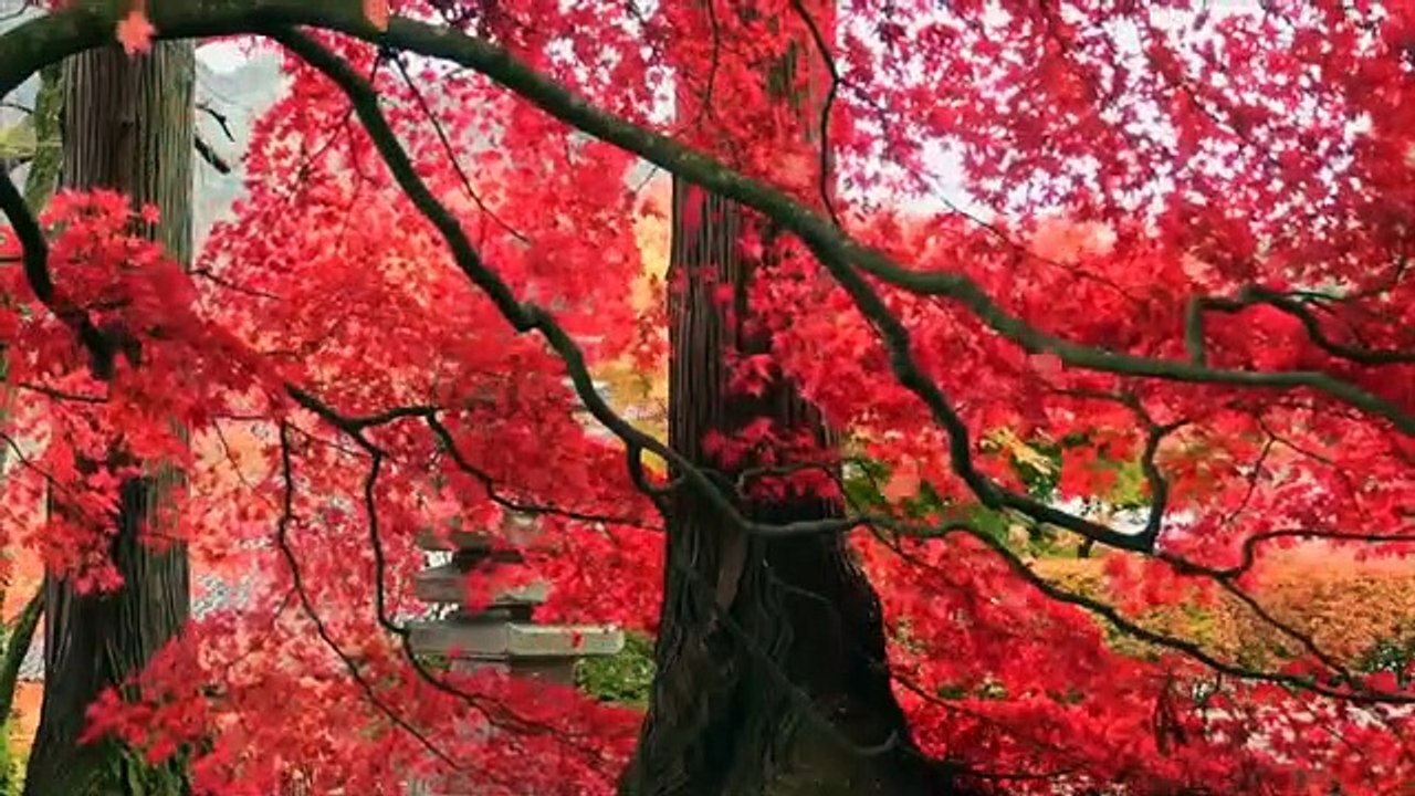 Beautiful Relaxing Music - Romantic Music with Piano, Cello, Guitar & Violin | "Autumn Colors"
