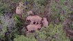Chine : des drones pour ramener des éléphants errants dans leur réserve