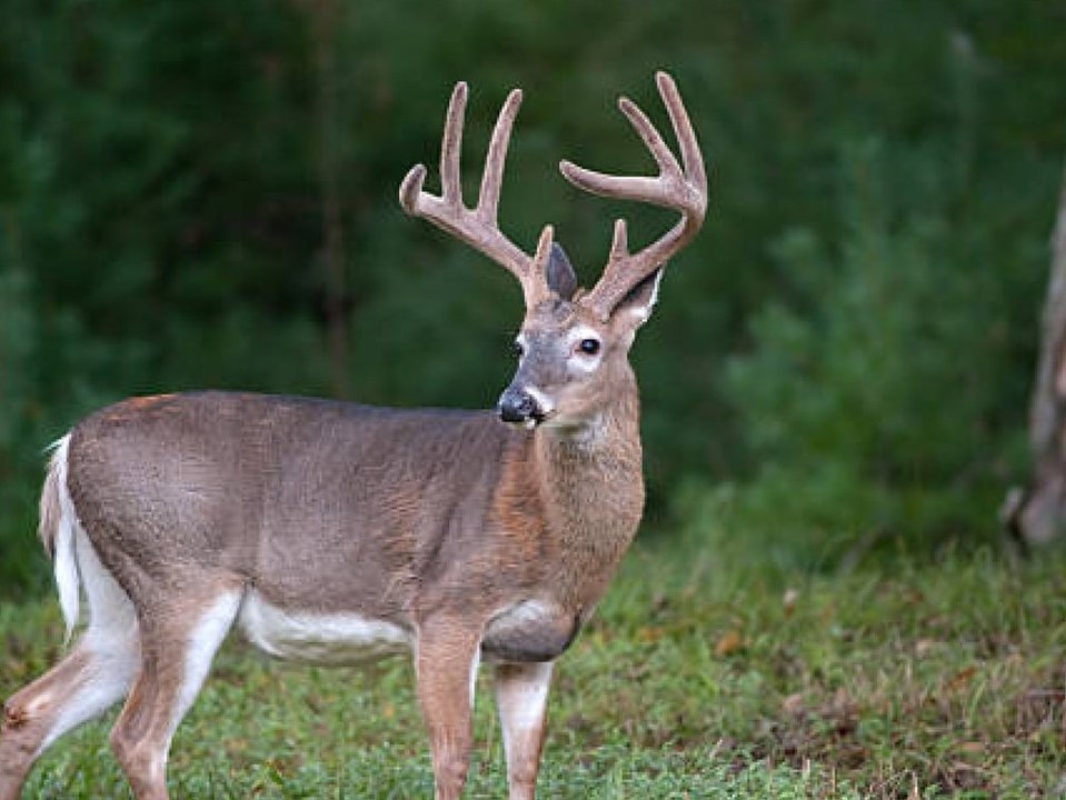 Alarmierende Studie: Werden Tiere zu Corona-Reservoirs?