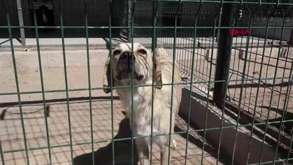 MANAVGAT'TAKİ BÜYÜK YANGIN; ÇADIRLAR KURULUYOR