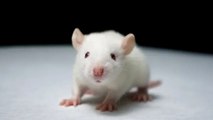 Logran revertir la obesidad en ratones: ¿funcionará en humanos?