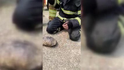 Son dakika haberi | Manavgat'taki yangında mahsur kalan kaplumbağayı Kocaeli itfaiyesi kurtardı