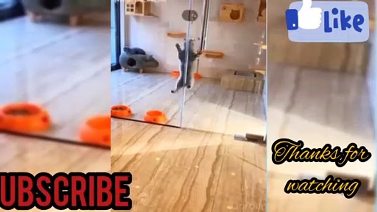 Funny cat video 