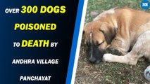 Over 300 dogs poisoned to death by Andhra village panchayat, alleges activist