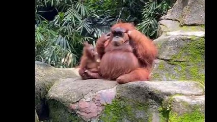 टूरिस्ट के काले चश्मे में वनमानुष का टशन देखिए, क्या इसलिए कहते हैं इन्हें इंसान का सबसे करीबी ?