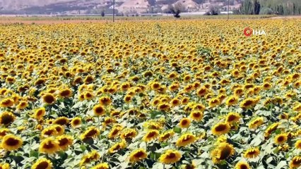 Ünlü tenordan ayçiçeği tarlasında arya