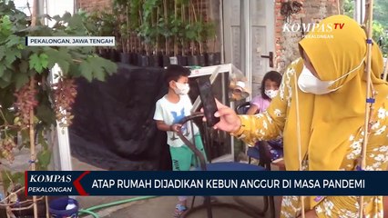 Manfaatkan Atap Rumah Menjadi Kebun Anggur