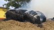 Limosano (CB) - Rotoballe in fiamme minacciano abitazioni: intervengono Vigili del Fuoco (04.08.21)