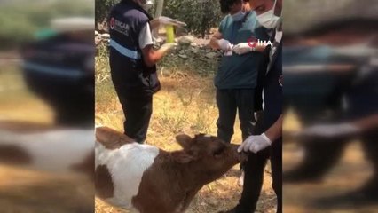 Sincan Belediyesi, yangın bölgelerindeki hayvanları unutmuyor