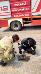 Yangının ortasında kalan kaplumbağayı kurtardılar