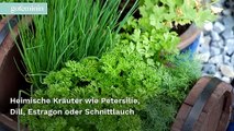 Kräuter anpflanzen: Die besten Tipps für den heimischen Kräutergarten