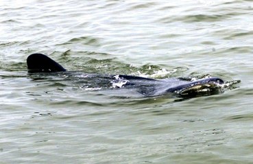 Puluhan Hiu Tutul Muncul di Pesisir Laut Pasuruan