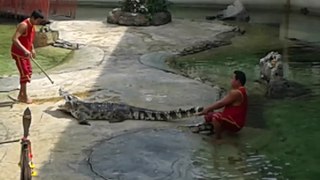 Crocodile show in Bangkok