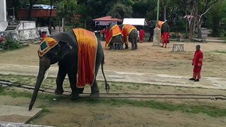 Elephant  Show in Bangkok_