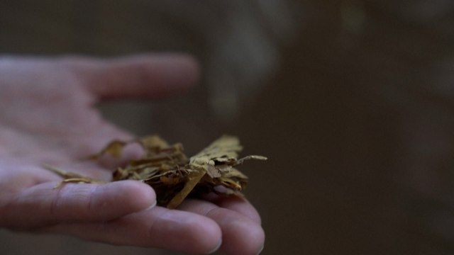 Belgique: des usines de cigarettes de contrefaçon démantelées par la douane