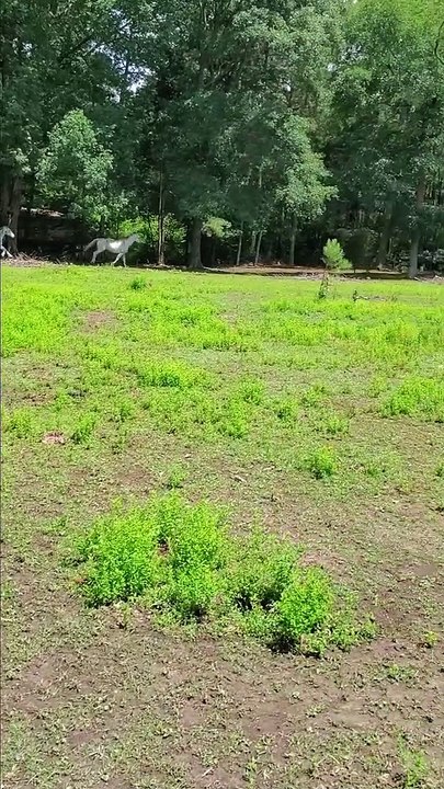 Horse Smoothly Slips and Slides